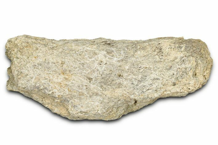 Dinosaur (Triceratops) Frill Shield Section - Montana #338944